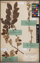 Foto von Salix caprea L.